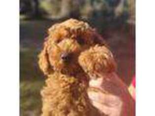 Mutt Puppy for sale in Webster, FL, USA