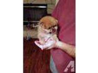 Pomeranian Puppy for sale in CULVER CITY, CA, USA