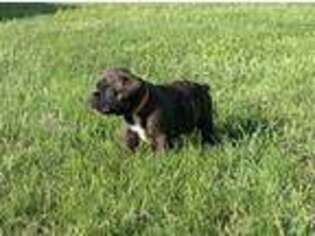 Boxer Puppy for sale in Washington, PA, USA