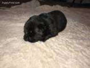 Chow Chow Puppy for sale in Plainfield, IN, USA