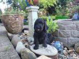 Labradoodle Puppy for sale in Castle Rock, WA, USA