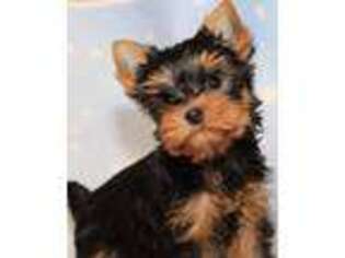 Yorkshire Terrier Puppy for sale in Battle Ground, WA, USA