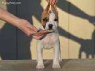 American Staffordshire Terrier Puppy for sale in Spokane, WA, USA