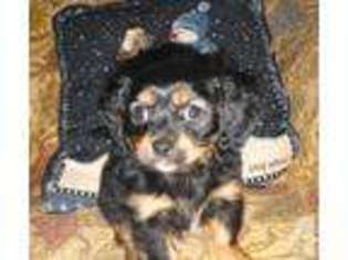 Cavachon Puppy for sale in BELLINGHAM, MA, USA
