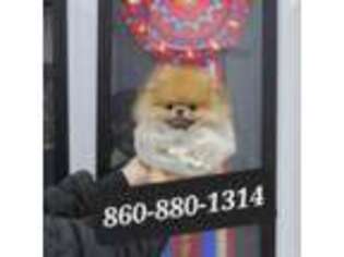 Pomeranian Puppy for sale in Groton, CT, USA