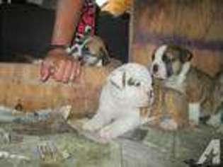 Mutt Puppy for sale in ISLAND LAKE, IL, USA