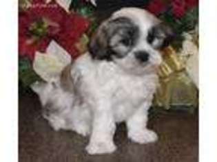 Mal-Shi Puppy for sale in Boyden, IA, USA