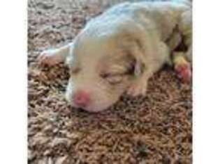 Border Collie Puppy for sale in Ripley, OK, USA