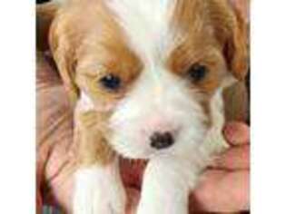 Cavalier King Charles Spaniel Puppy for sale in Menifee, CA, USA