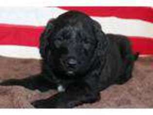 Labradoodle Puppy for sale in Marshfield, WI, USA