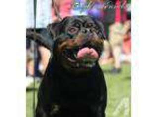 Rottweiler Puppy for sale in EAST HOMER, NY, USA