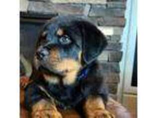 Rottweiler Puppy for sale in Noblesville, IN, USA