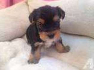 Yorkshire Terrier Puppy for sale in CENTRALIA, WA, USA