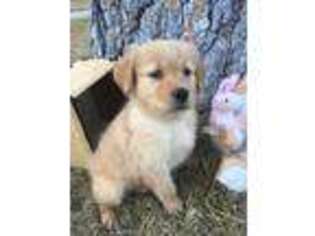 Golden Retriever Puppy for sale in Alberton, MT, USA