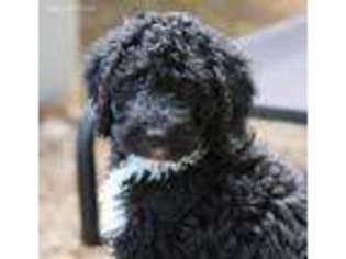 Labradoodle Puppy for sale in Yorktown, VA, USA