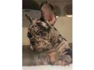 French Bulldog Puppy for sale in Citrus Heights, CA, USA