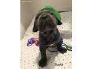 Neapolitan Mastiff Puppy for sale in Houston, TX, USA