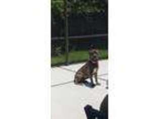 Cane Corso Puppy for sale in Apopka, FL, USA