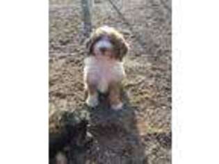 Mutt Puppy for sale in Cedar City, UT, USA