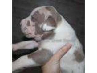 Medium Photo #1 Great Dane Puppy For Sale in Edinburg, TX, USA