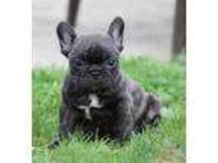French Bulldog Puppy for sale in Burgettstown, PA, USA