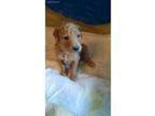 Goldendoodle Puppy for sale in Evergreen, CO, USA