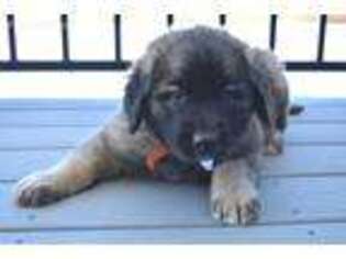 Leonberger Puppy for sale in Logan, UT, USA