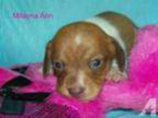 Dachshund Puppy for sale in BELLE VERNON, PA, USA