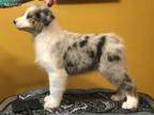 Australian Shepherd Puppy for sale in Sedalia, MO, USA
