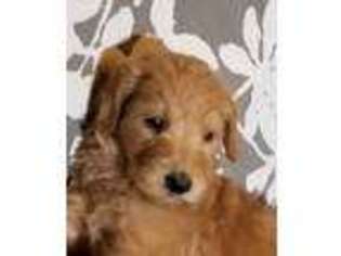 Goldendoodle Puppy for sale in Kirksville, MO, USA