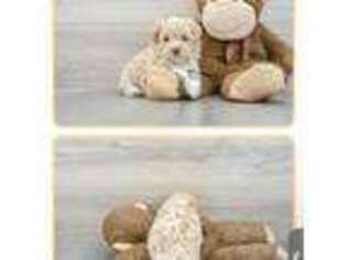 Maltese Puppy for sale in Lombard, IL, USA