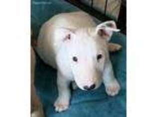 Bull Terrier Puppy for sale in Excelsior Springs, MO, USA