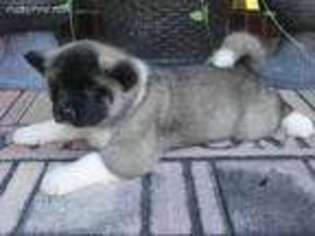 Akita Puppy for sale in Columbia, SC, USA