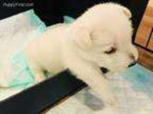 West Highland White Terrier Puppy for sale in Louisville, KY, USA