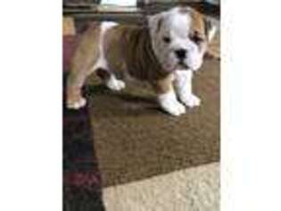 Bulldog Puppy for sale in West Farmington, OH, USA