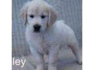 Golden Retriever Puppy for sale in Azle, TX, USA