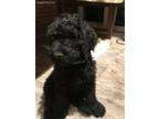 Mutt Puppy for sale in Sewickley, PA, USA