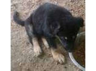 German Shepherd Dog Puppy for sale in Newville, PA, USA