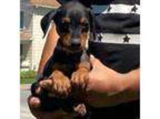 Doberman Pinscher Puppy for sale in Aurora, IL, USA
