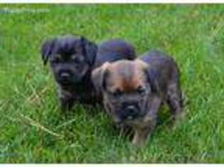 Border Terrier Puppy for sale in Fort Collins, CO, USA