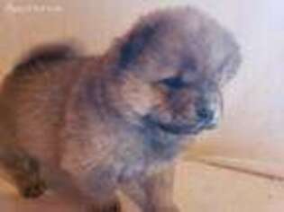 Chow Chow Puppy for sale in Crook, CO, USA