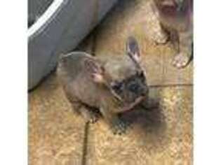 French Bulldog Puppy for sale in Clovis, NM, USA