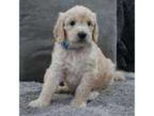 Goldendoodle Puppy for sale in North Hills, CA, USA