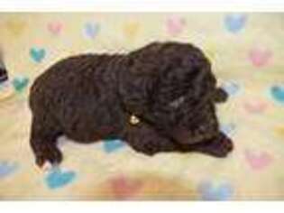 Labradoodle Puppy for sale in Tracy, CA, USA