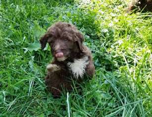 Labradoodle Puppy for sale in CLERMONT, IA, USA