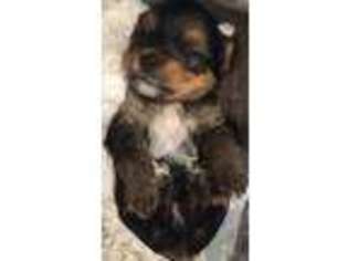 Yorkshire Terrier Puppy for sale in Tracy, CA, USA