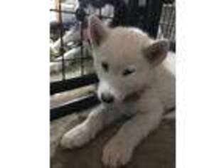 Alaskan Malamute Puppy for sale in Bend, OR, USA