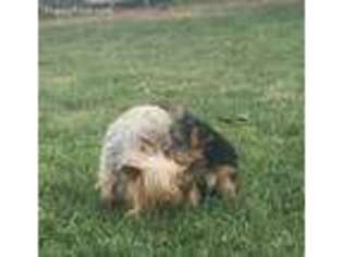 Yorkshire Terrier Puppy for sale in Kress, TX, USA