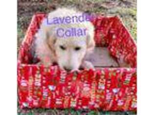Goldendoodle Puppy for sale in Sandersville, GA, USA