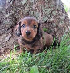 Dachshund Puppy for sale in Le Mars, IA, USA